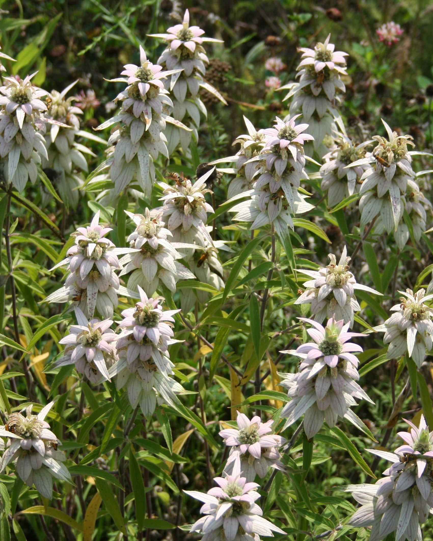 Spotted bee balm, Minnesota native wildflower with white flowers.