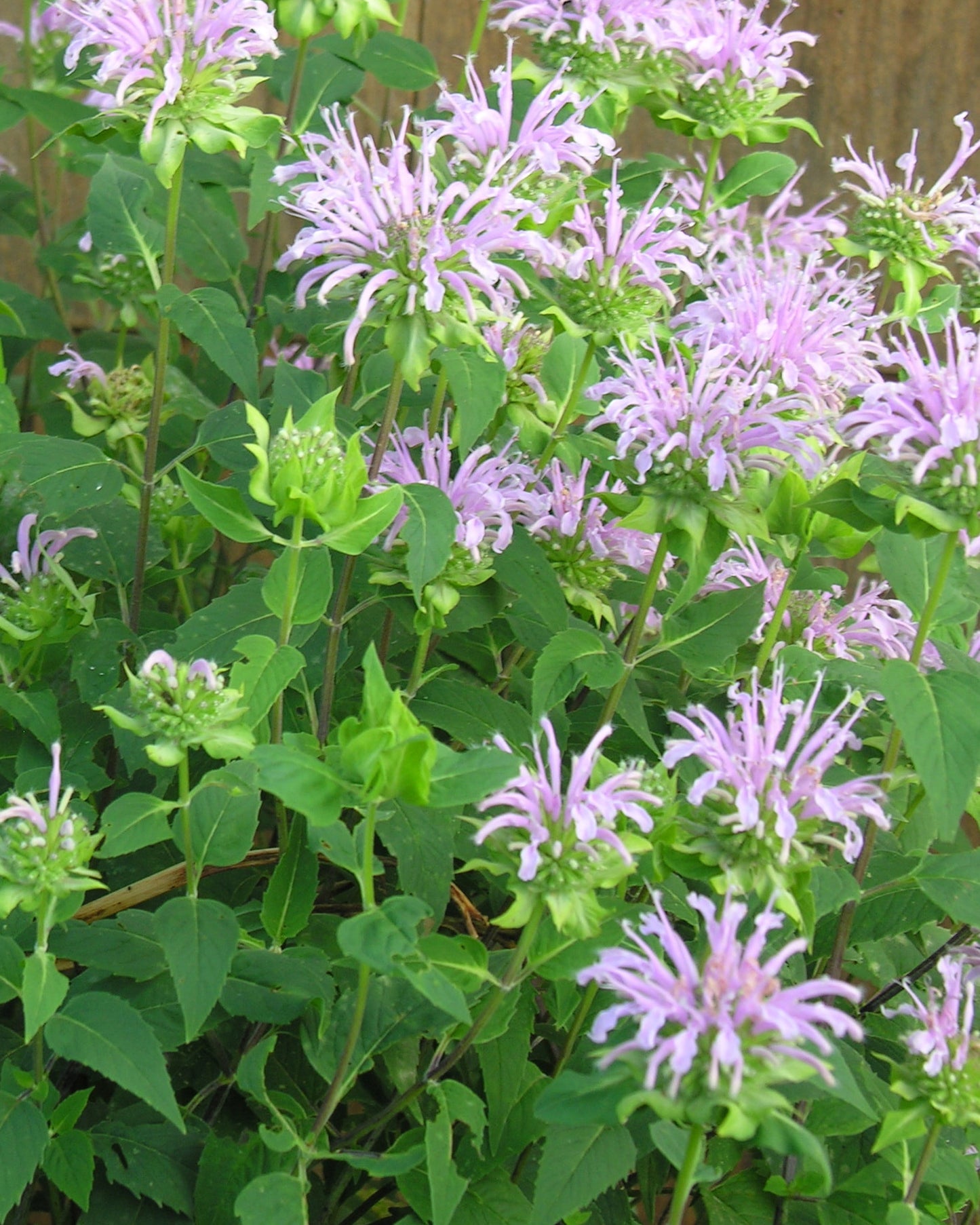 Wild bergamot Minnesota native wildflower.