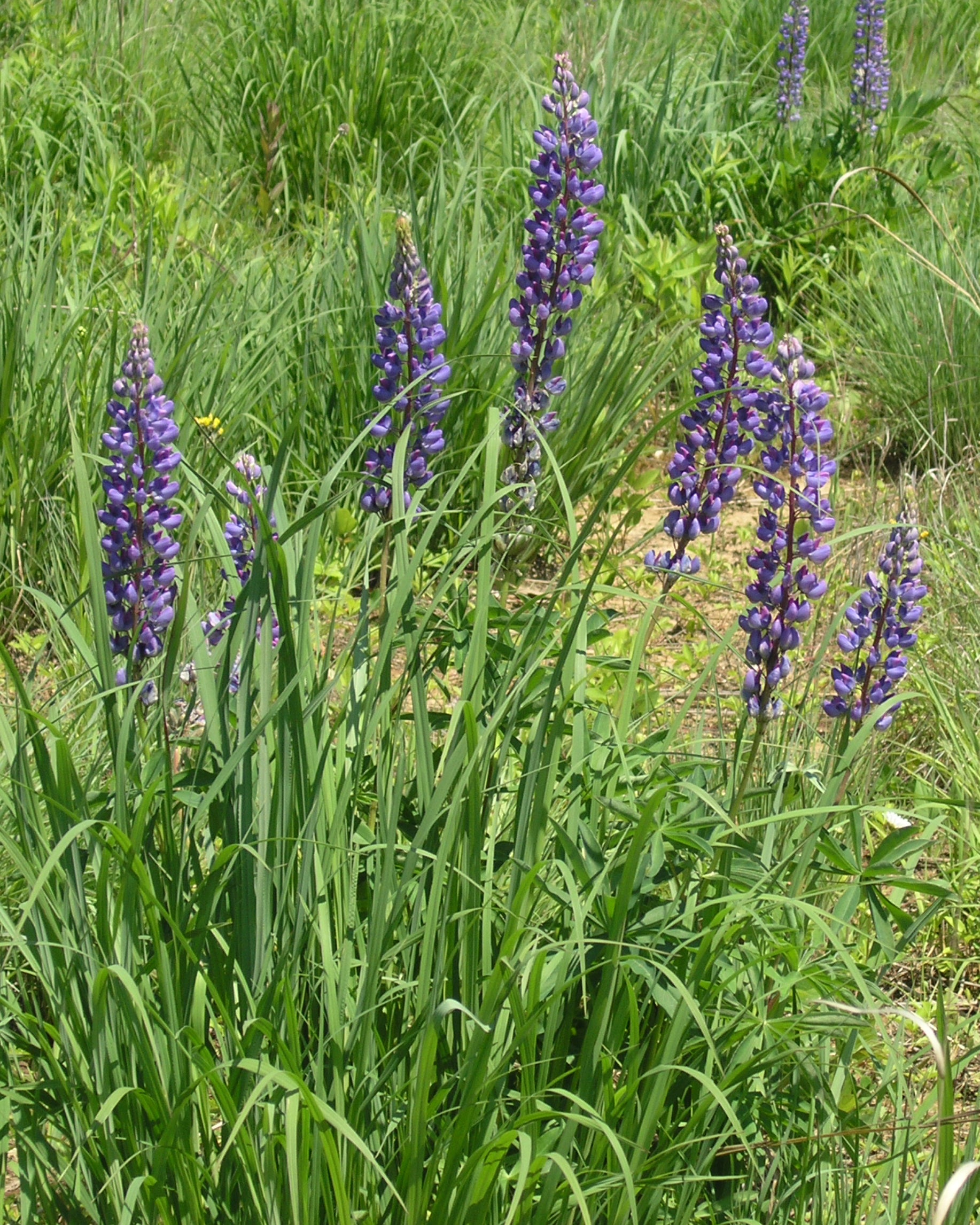 Wild lupine, Minnesota native wildflower with purple flowers.