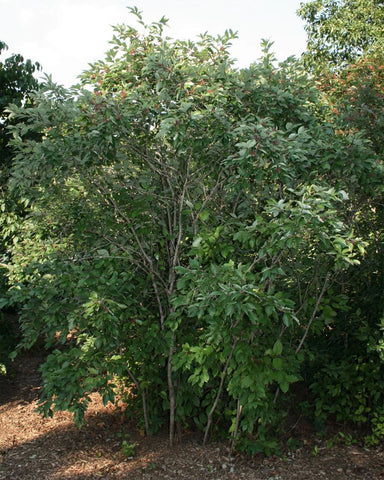 Gray Dogwood (12-18" bare root) Bundle of 25