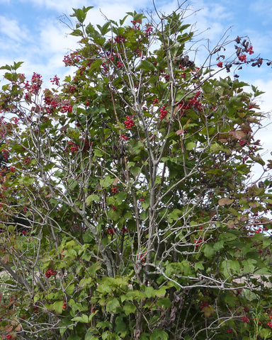 Highbush Cranberry (12-18" bare root) Bundle of 25