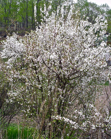Nanking Cherry (12-18" bare root) Bundle of 25