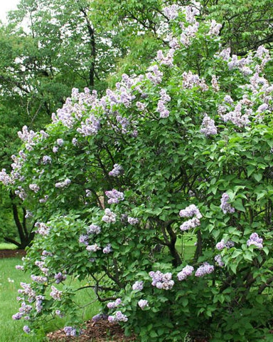 Common Lilac with light purple flowers