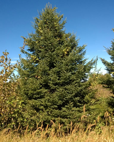 Black Hills Spruce (8-18" bare root) Bundle of 25