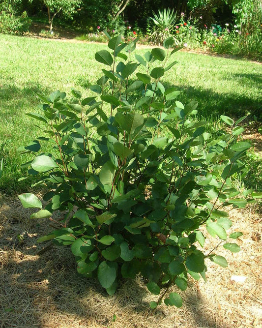 Juneberry bush