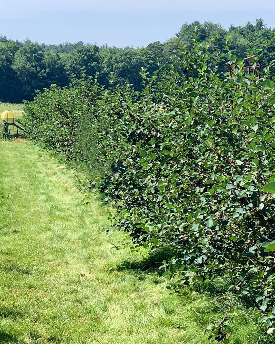 Row of Juneberry bushes.