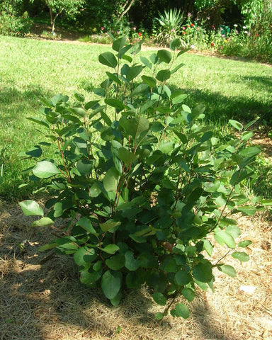 Juneberry/Serviceberry (12-18" bare root) Bundle of 25