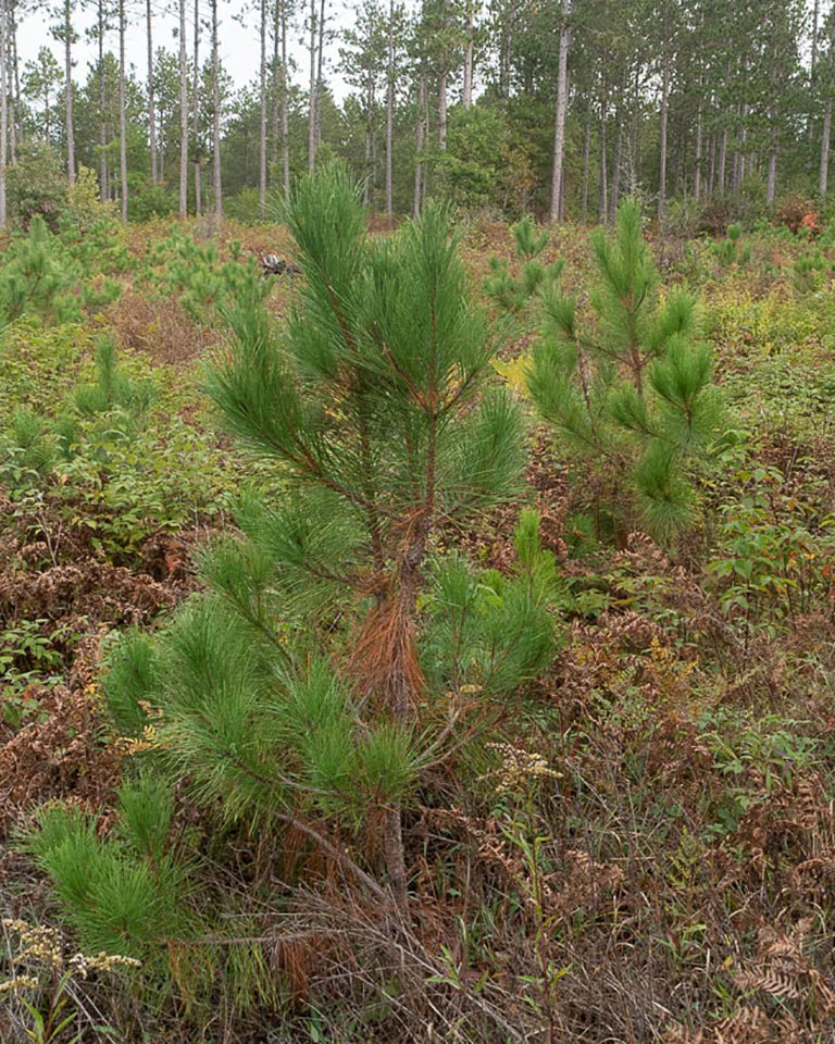 Norway pine seedlings in a clearing.