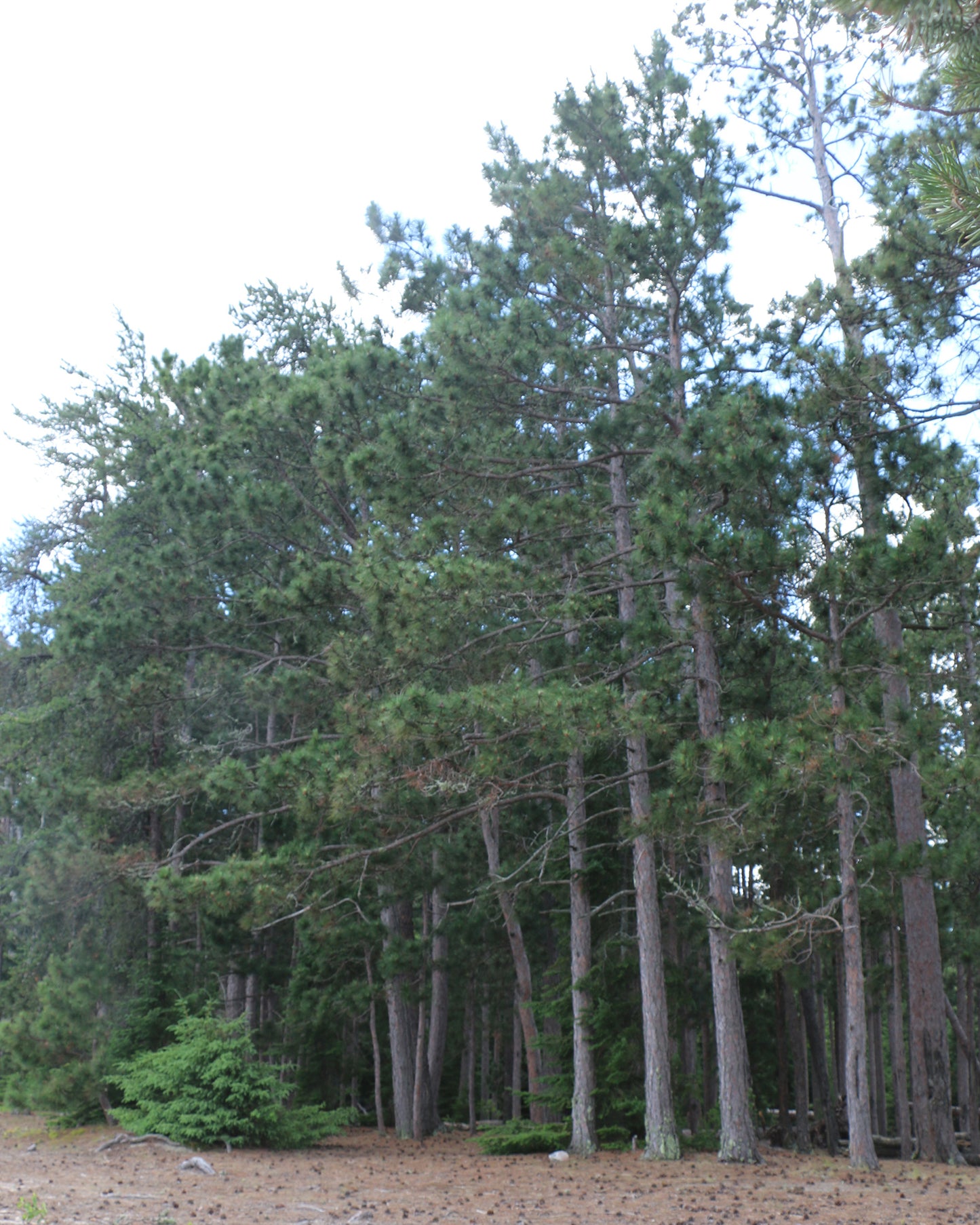 Row of tall norway pine trees.