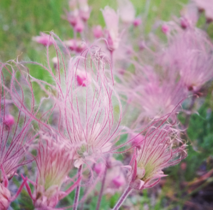 Prairie Smoke (Geum triflorum), native Minnesota wildflowers with pink flowers fully opened.