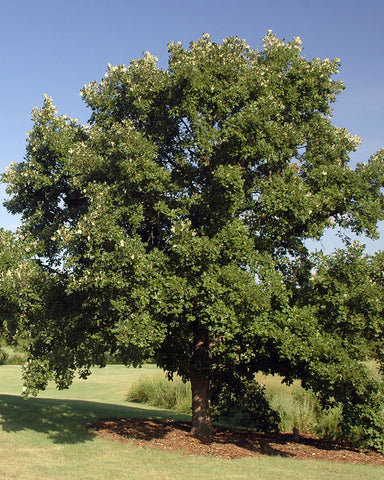 Bur Oak (12-18" bare root) Bundle of 25