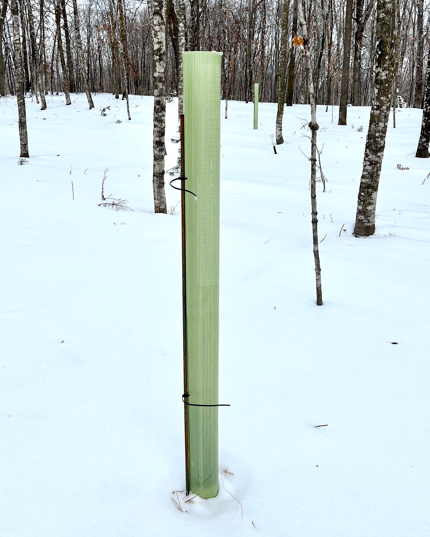 Photo of a staked tree tube.