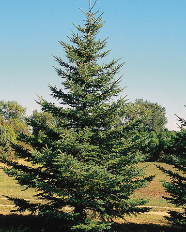 White Spruce (5-12" bare root) Bundle of 25